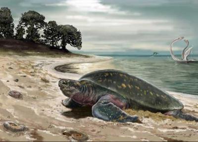 کشف قدیمی ترین فسیل لاک پشت دریایی