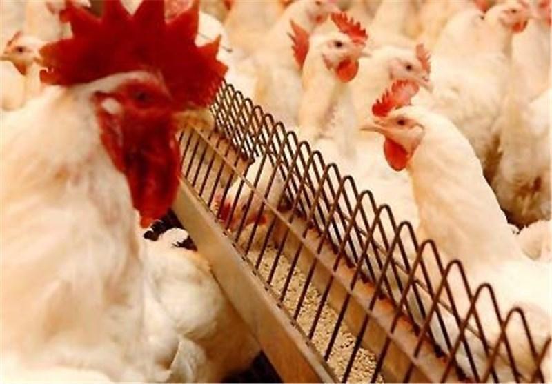 توزیع خوراک طیور وارداتی در بازار سیاه، مسئولان کوتاهی توزیع خوراک طیور وارداتی در بازار سیاه، مسئولان کوتاهی خود را نمی پذیرند