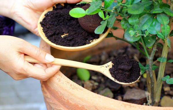 تهیه کود خانگی برای گیاهان آپارتمانی تهیه کود خانگی برای گیاهان آپارتمانی
