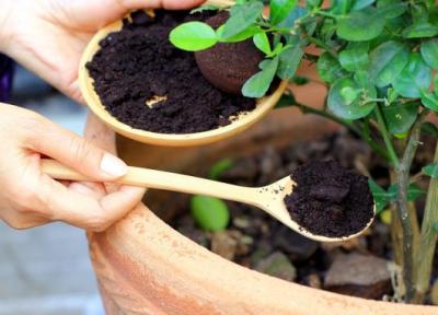 تهیه کود خانگی برای گیاهان آپارتمانی