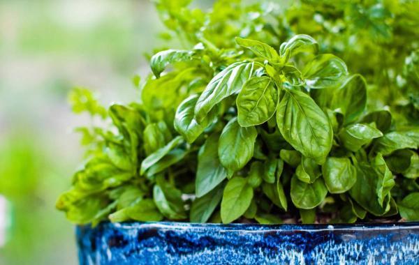 آموزش نکات کلیدی و کاربردی برای کاشت ریحان و نعناع در خانه آموزش نکات کلیدی و کاربردی برای کاشت ریحان و نعناع در خانه